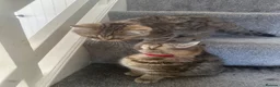 British Shorthair cats for sale: 😻DISCOUNTED PRICE🙀BeautifulBSH Kittens 🐈‍⬛ 🩷💙 - Advert 13