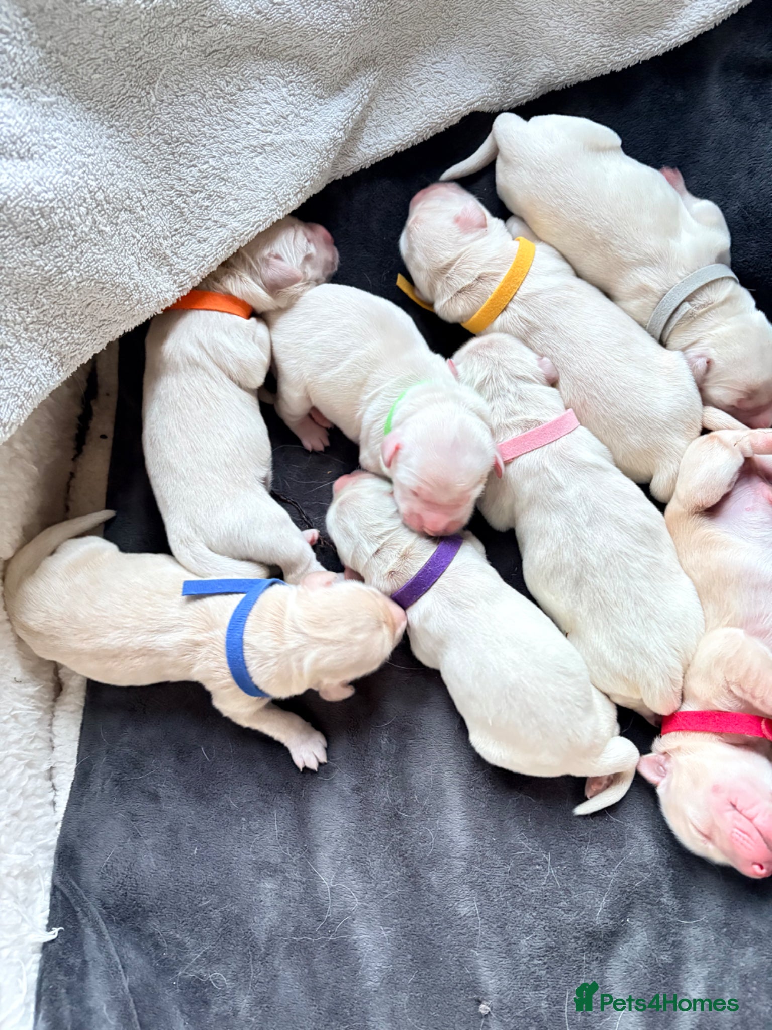 Golden Retriever dogs Beautiful litter of Cream Golden Retrievers KC reg - Advert 3