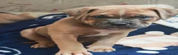 Dorset Olde Tyme Bulldogge dogs for sale: Old tyme bulldog puppies  - Advert 11