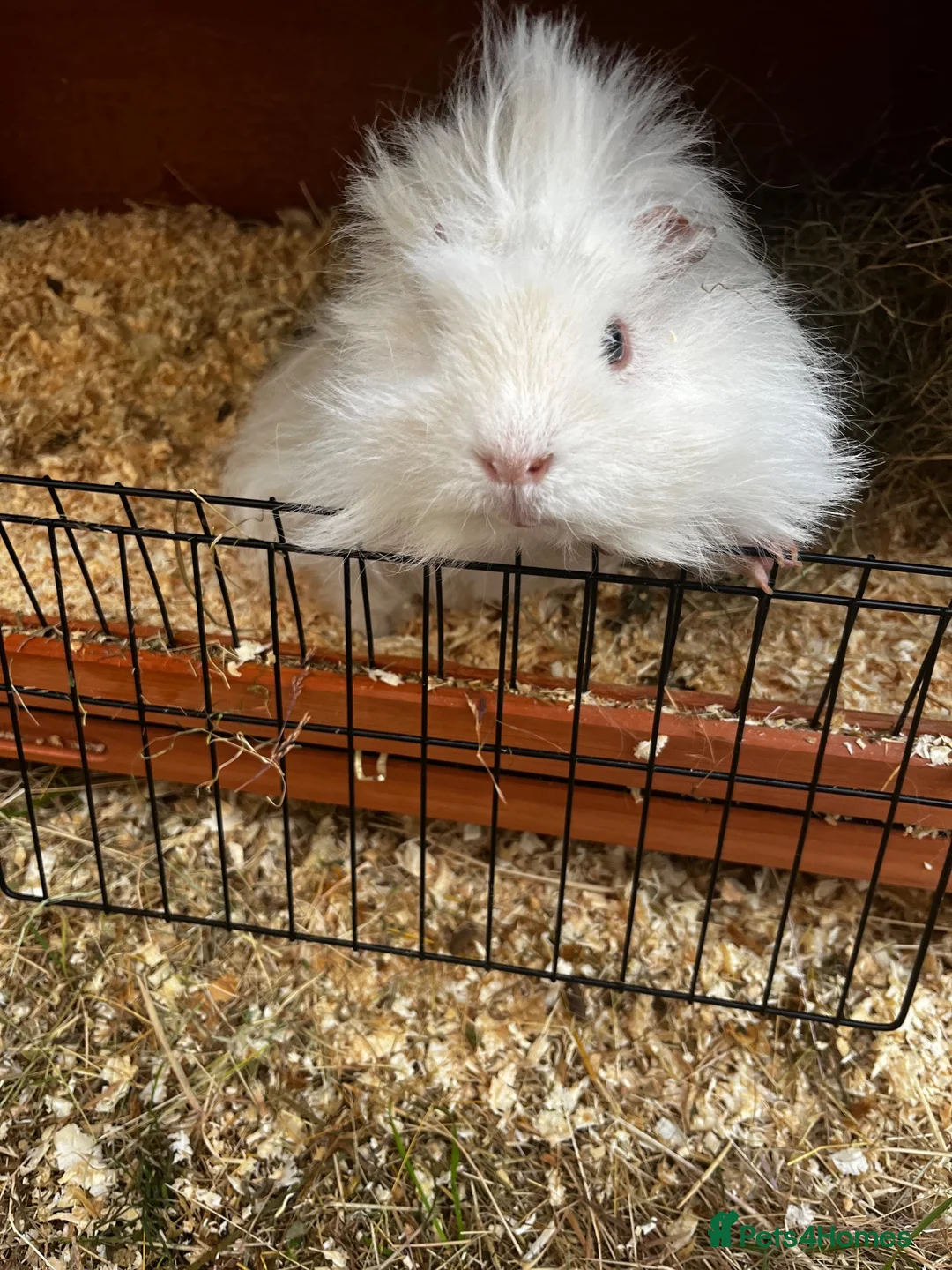Guinea Pig rodents for sale: 2 male fluffy guinea pigs  in Newton Aycliffe - Advert 1