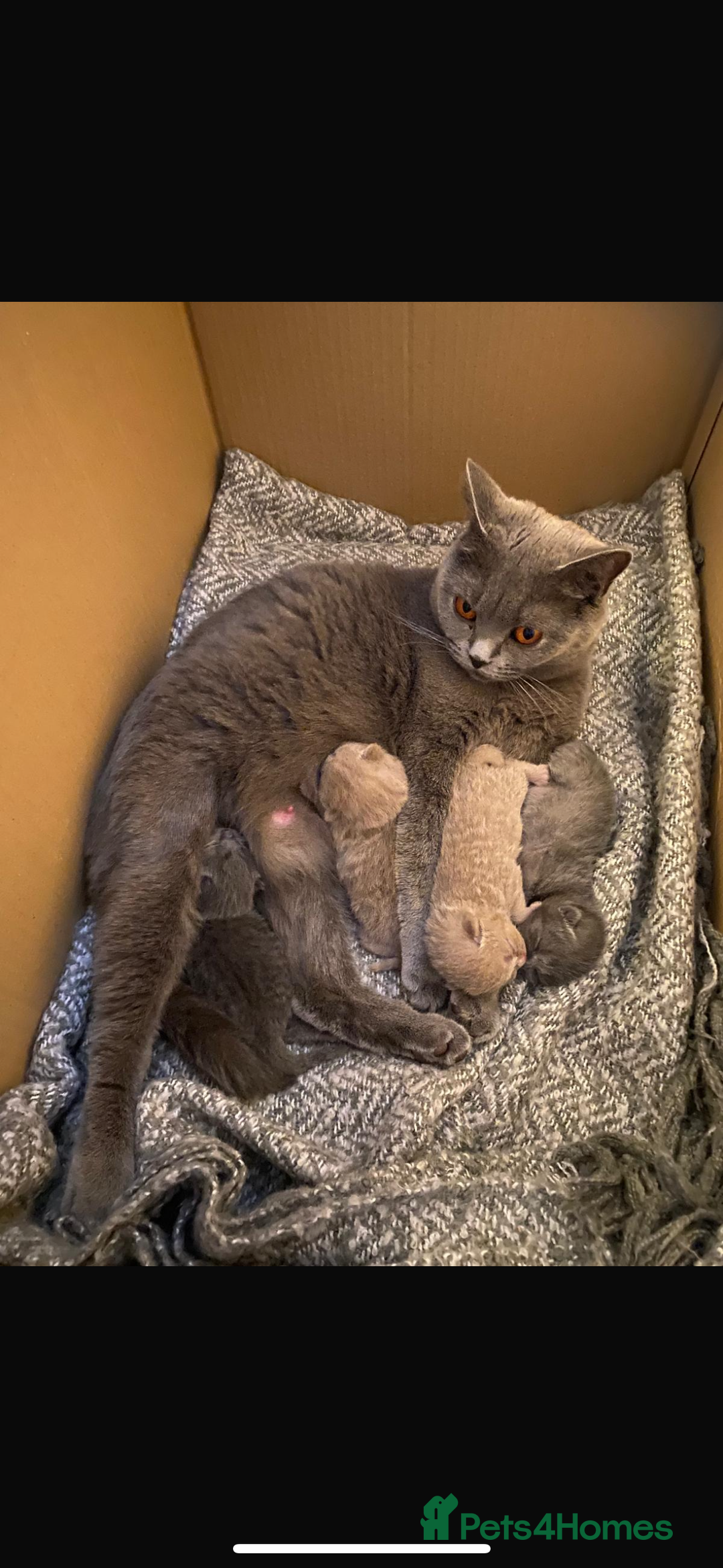 British Shorthair cats for sale: British shorthair Blue Male kitten - Advert 3