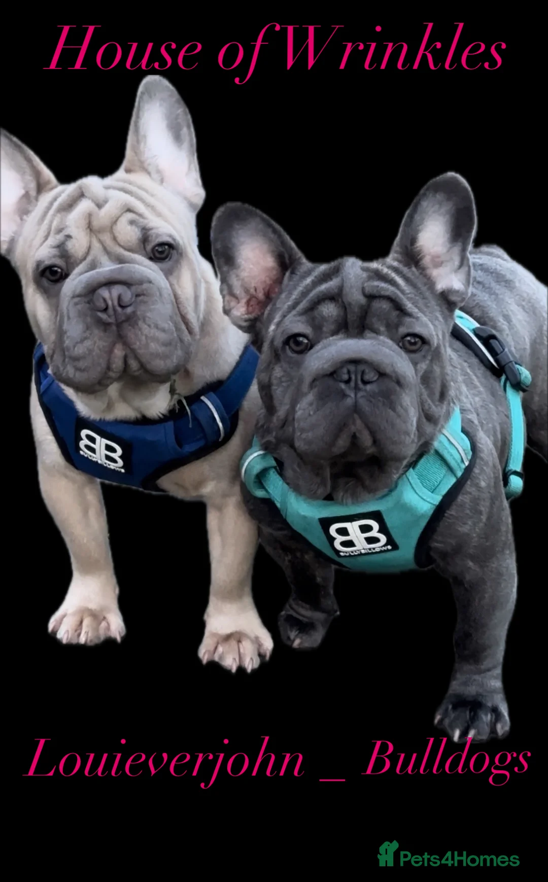 French Bulldog dogs for stud: HIGHEST QUALITY AVAILABLE  in London - Advert 10