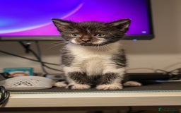 Domestic Shorthair cats for sale: Tuxedo Kittens Looking For Home - Image 6