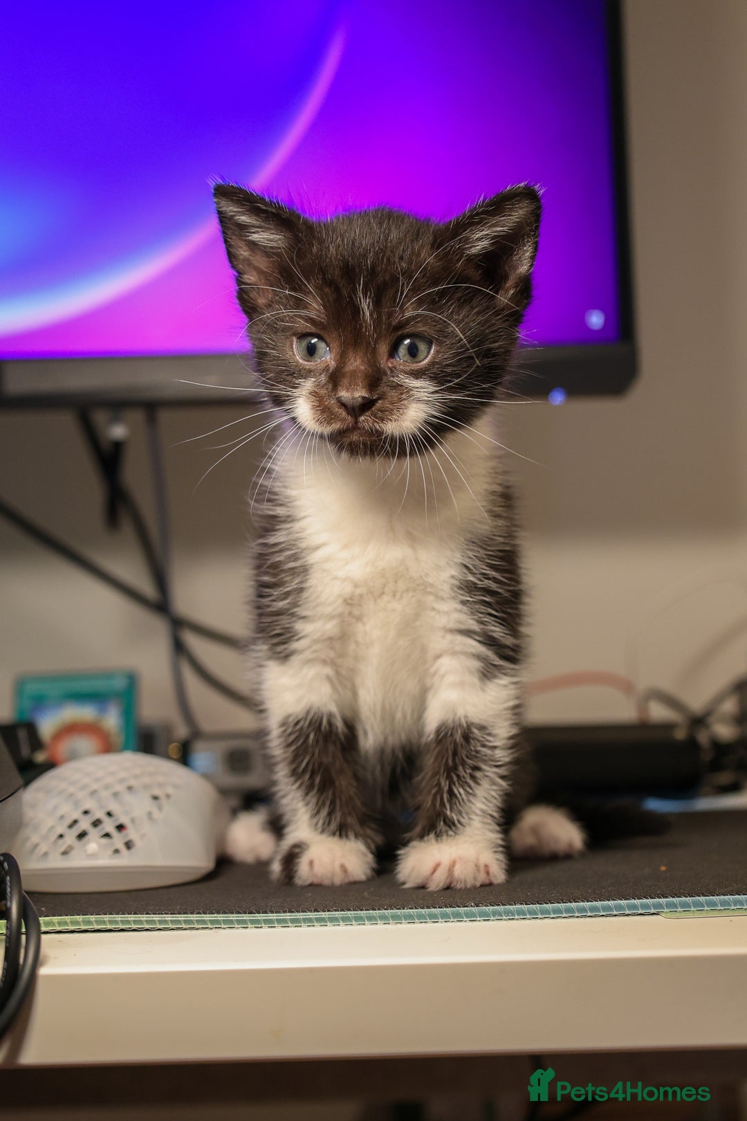 Domestic Shorthair cats for sale: Tuxedo Kittens Looking For Home - Image 6