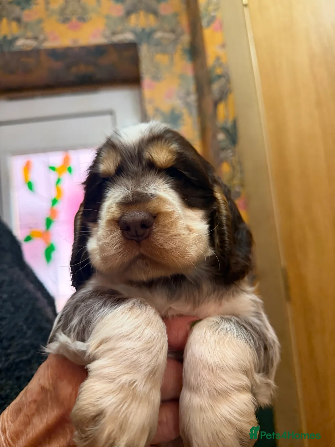 Cocker Spaniel dogs for sale: Show cocker spaniel pups  - Advert 11