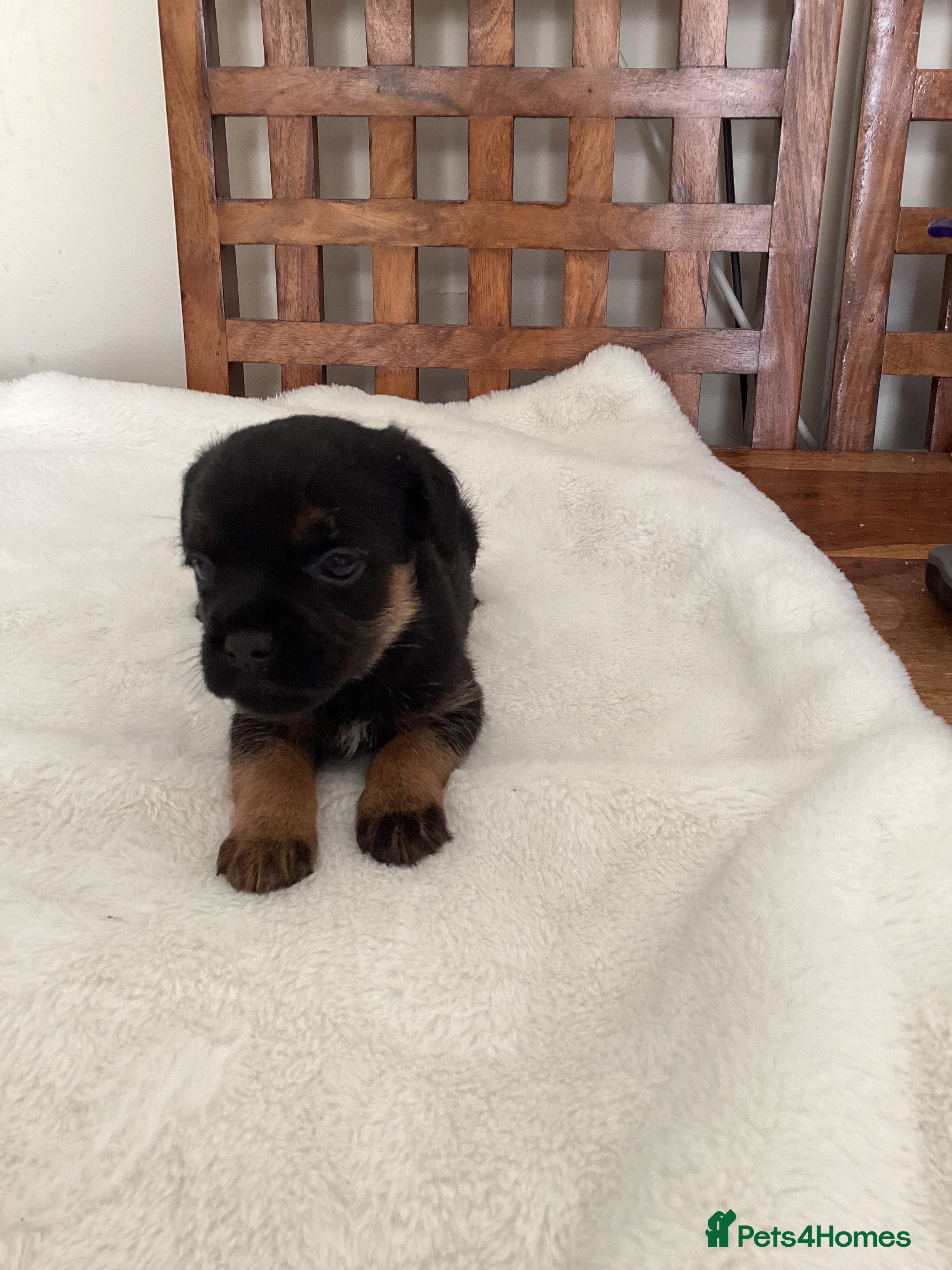 Border Terrier dogs for sale: Border Terrier Pups - Advert 7