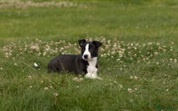 Mixed Breed dogs for sale: 🐾 Jack Russell x Border Collie Puppies  - Image 24