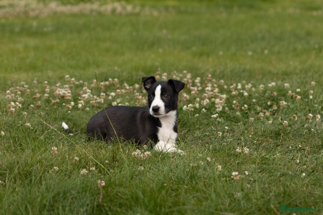 Mixed Breed dogs for sale: 🐾 Jack Russell x Border Collie Puppies  - Image 24