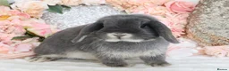 Mini Lop rabbits for sale: Cute Blue Mini Lop Babies  in Wisbech - Advert 8