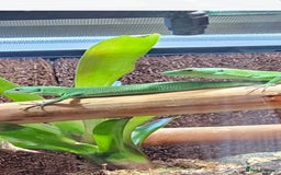 Lizard reptiles for sale: Gastropholis prasina  - Image 1