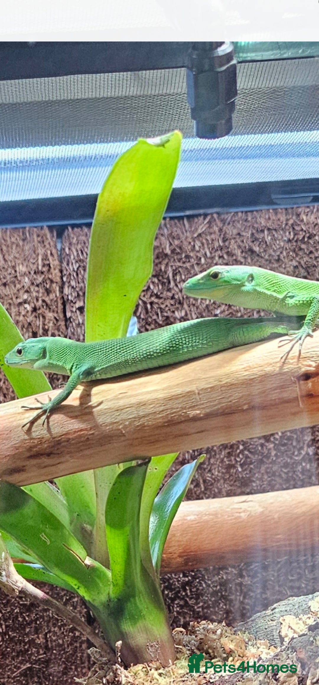 Lizard reptiles for sale: Gastropholis prasina  - Image 1