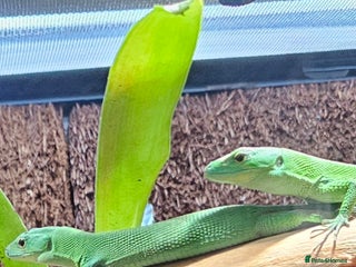 Lizard reptiles - Advert 12