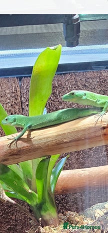Lizard reptiles - Advert 1