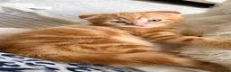 Scottish Fold cats for sale: Scottish fold, bengal x - Advert 3