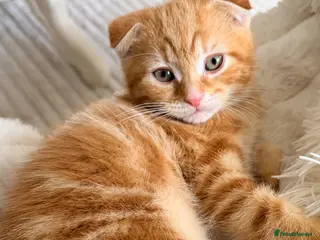 Scottish Fold cats Scottish fold, bengal x - Advert 6