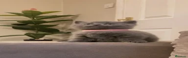British Shorthair 3