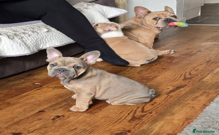 Mixed Breed dogs - Advert 1