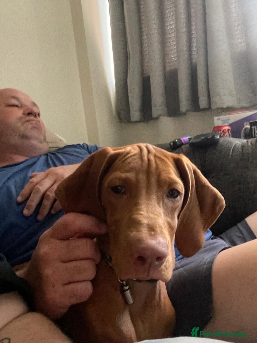 Hungarian Vizsla dogs for sale: Hungarian vizsla girl 5 months old  - Image 2