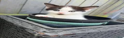 Mixed Breed cats for sale: Beautiful kittens for sale  - Advert 17