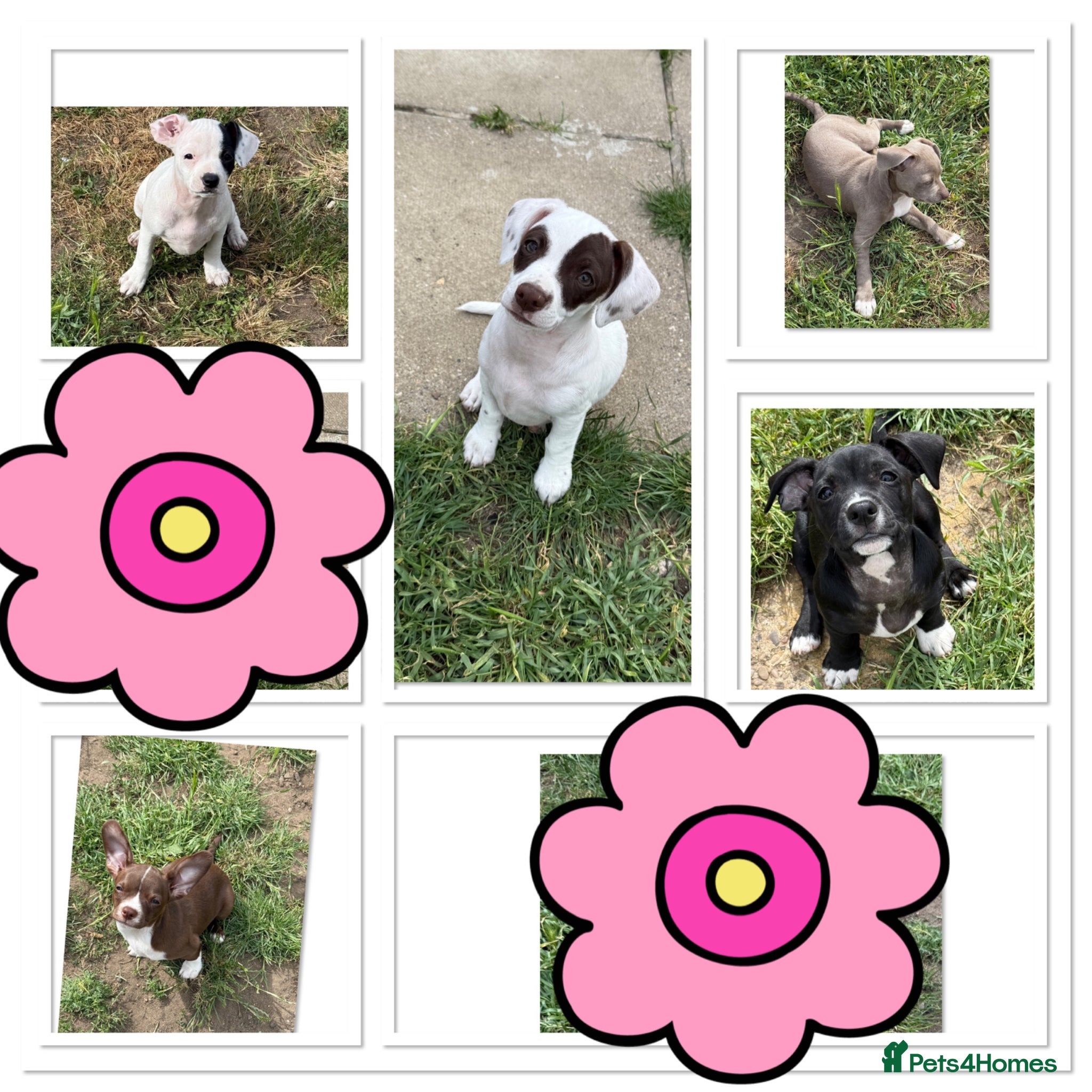 Mixed Breed dogs ❌French bulldog/cocker spaniels ❌ - Advert 1