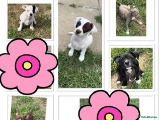 Mixed Breed dogs ❌French bulldog/cocker spaniels ❌ - Advert 1