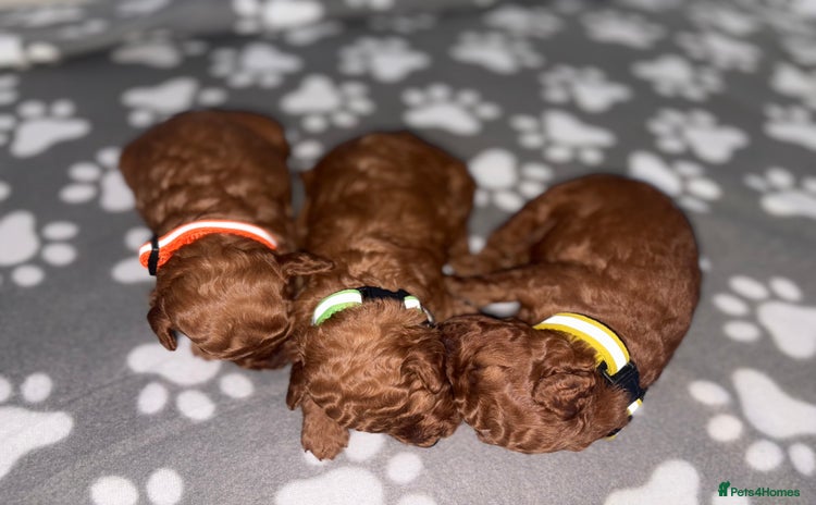 Cockapoo dogs - Advert 5