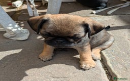Pug dogs for sale: Full panda pugs - Image 5