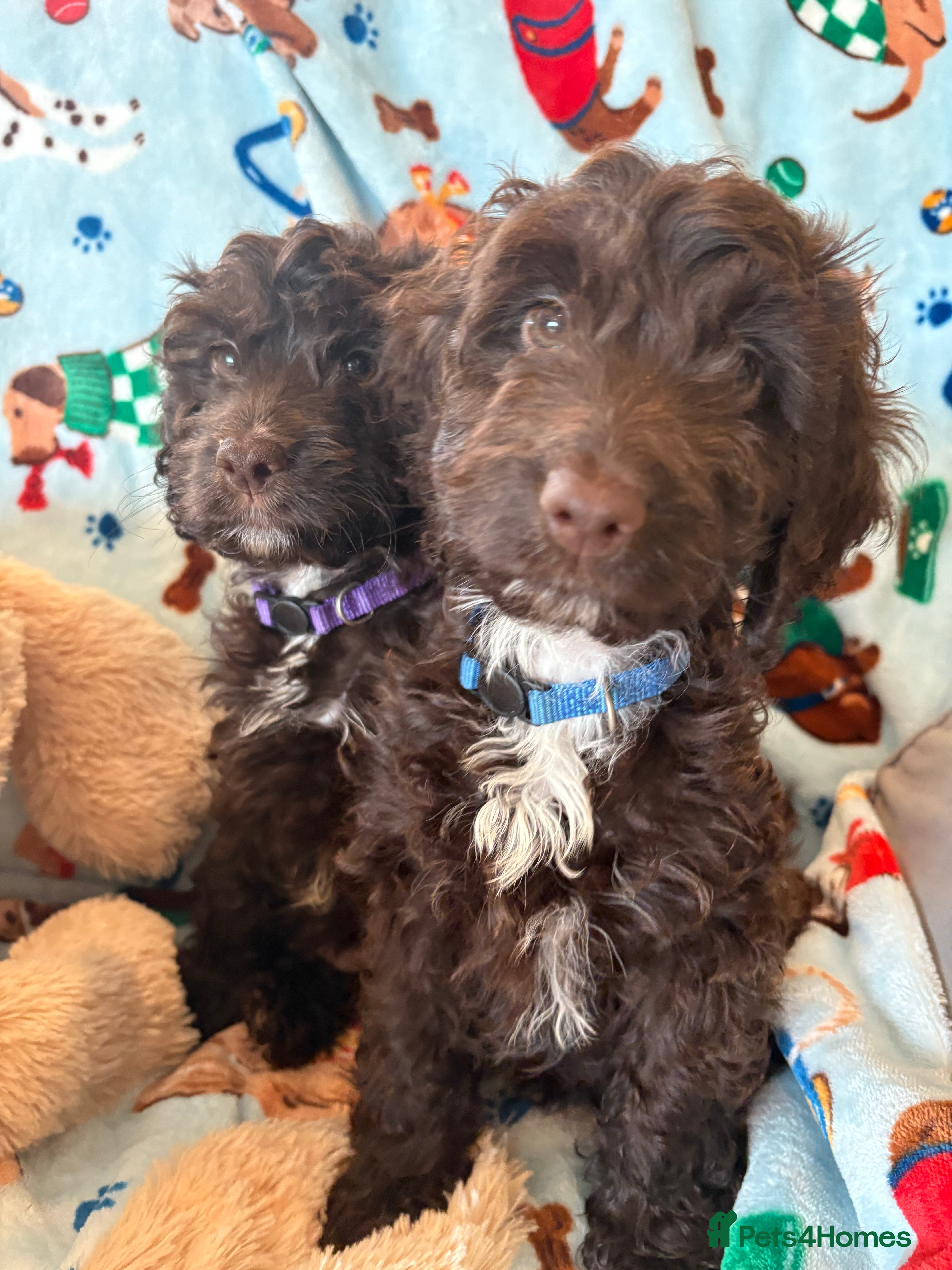 Cockapoo dogs Most Beautiful litter F1 Cockapoo puppies  - Advert 2