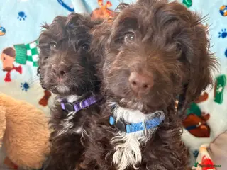 Cockapoo dogs Most Beautiful litter F1 Cockapoo puppies - Advert 8