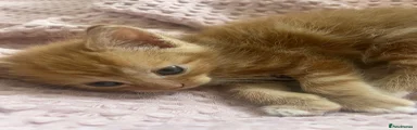 Mixed Breed 2