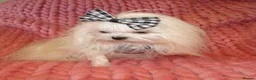 Maltese dogs for sale: Babydoll KC Registered Korean Maltese Adult Girl - Advert 4