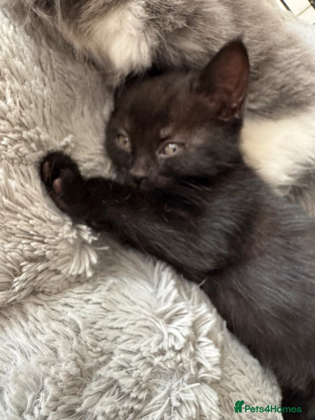 Mixed Breed cats for sale: 4 kittens for sale  - Advert 5