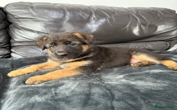 German Shepherd dogs for sale: TOP QUALITY SHOW LINES  - Image 13