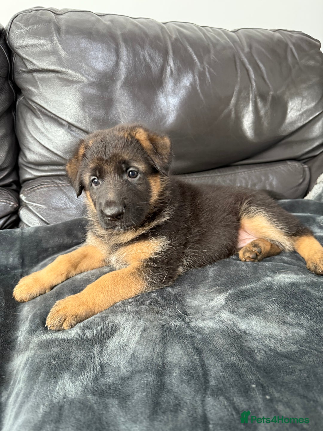German Shepherd dogs for sale: TOP QUALITY SHOW LINES  - Image 13