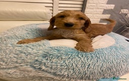 Labradoodle dogs for sale:  Australian Labradoodles Show Cocker Spaniel - Image 13