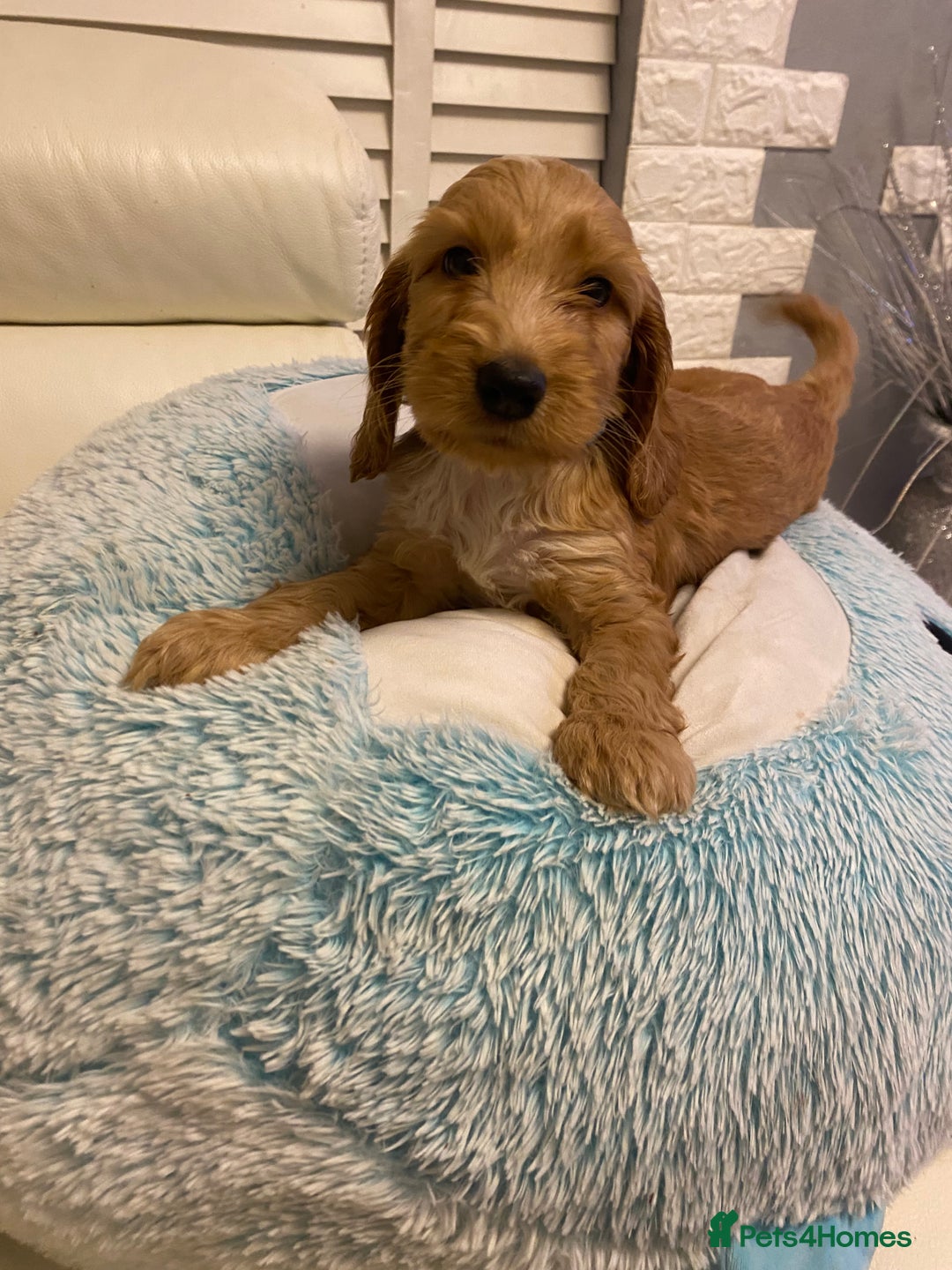 Labradoodle dogs for sale:  Australian Labradoodles Show Cocker Spaniel - Image 13