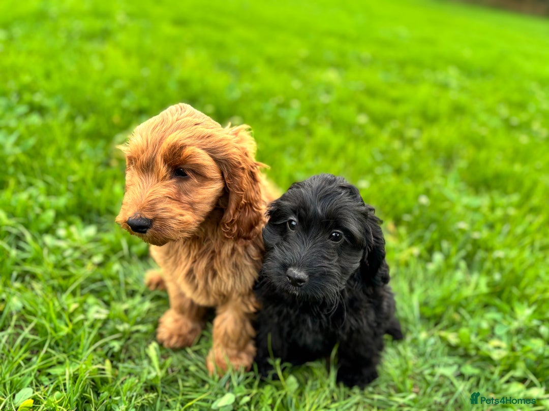 Cockapoo dogs for sale: Gorgeous quality health checked F1 Cockapoos  in Market Drayton - Image 12