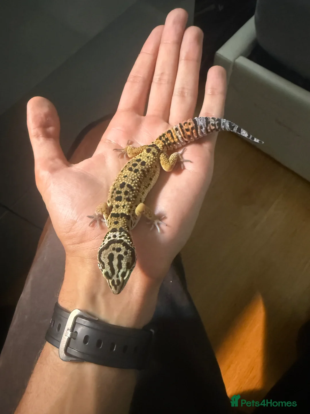 Leopard Gecko reptiles for sale: Normal Leopard Gecko - Advert 1