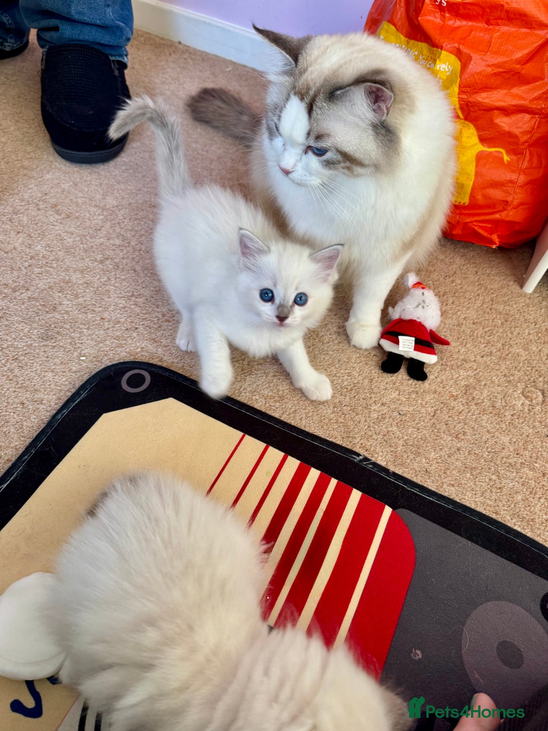 Ragdoll cats for sale: Beautiful Registered Ragdoll Kittens Available  - Advert 24