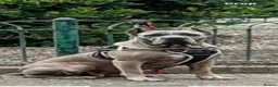 Cane Corso dogs for sale: Cane corso puppies in Evesham - Advert 18