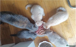 British Shorthair cats for sale: 3 beautiful pedigree British shorthair boys.  - Image 1