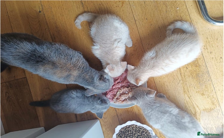 British Shorthair cats - Advert 14