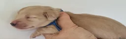Miniature Dachshund dogs for sale: 5*Licensed+Cream+Long Hair+KC+VetChecked+PRAClear - Advert 4