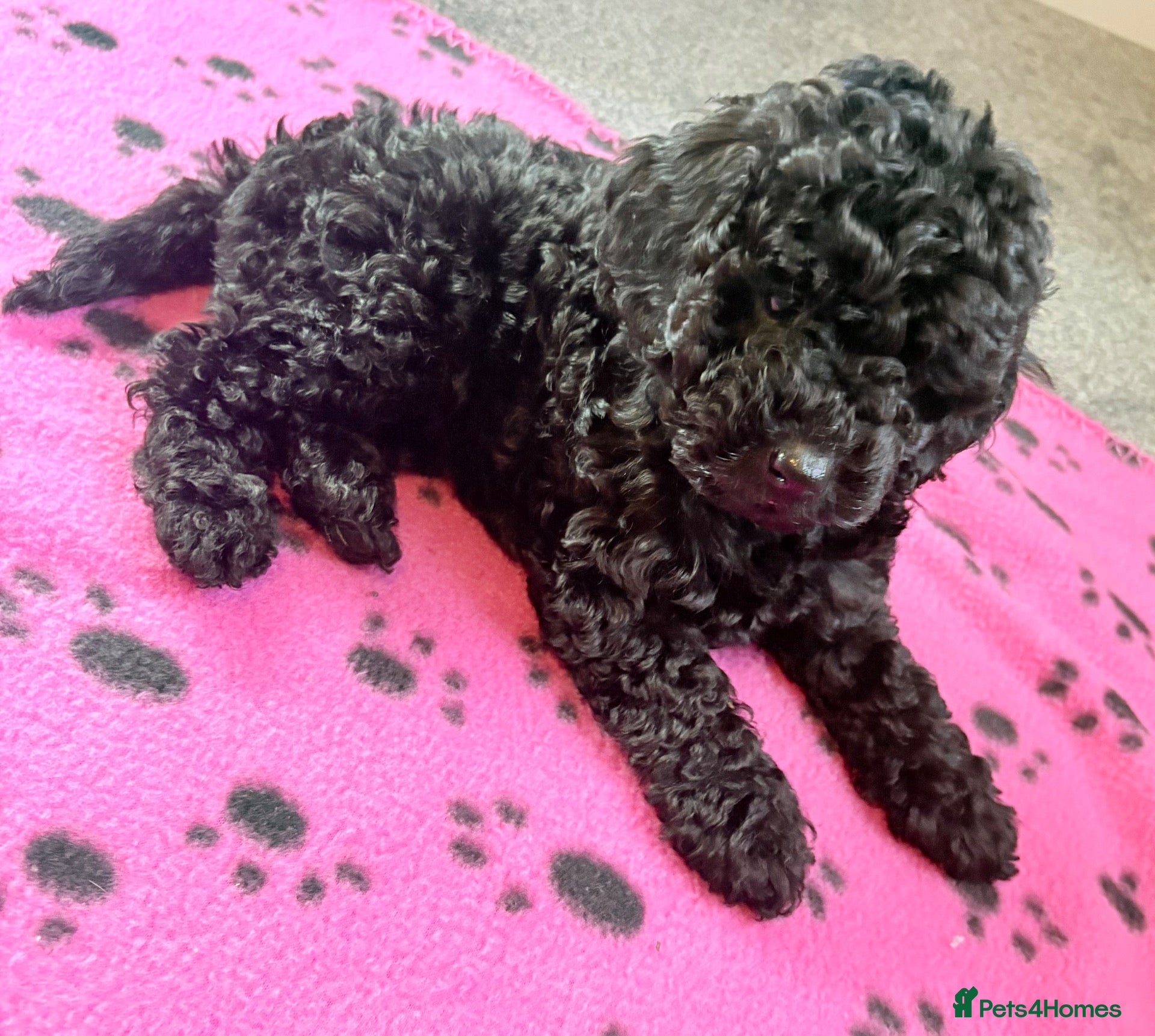 Cockapoo dogs F1b toy cockapoo 1 left  - Advert 5