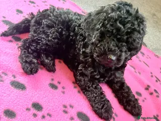 Cockapoo dogs F1b toy cockapoo 1 left - Advert 5
