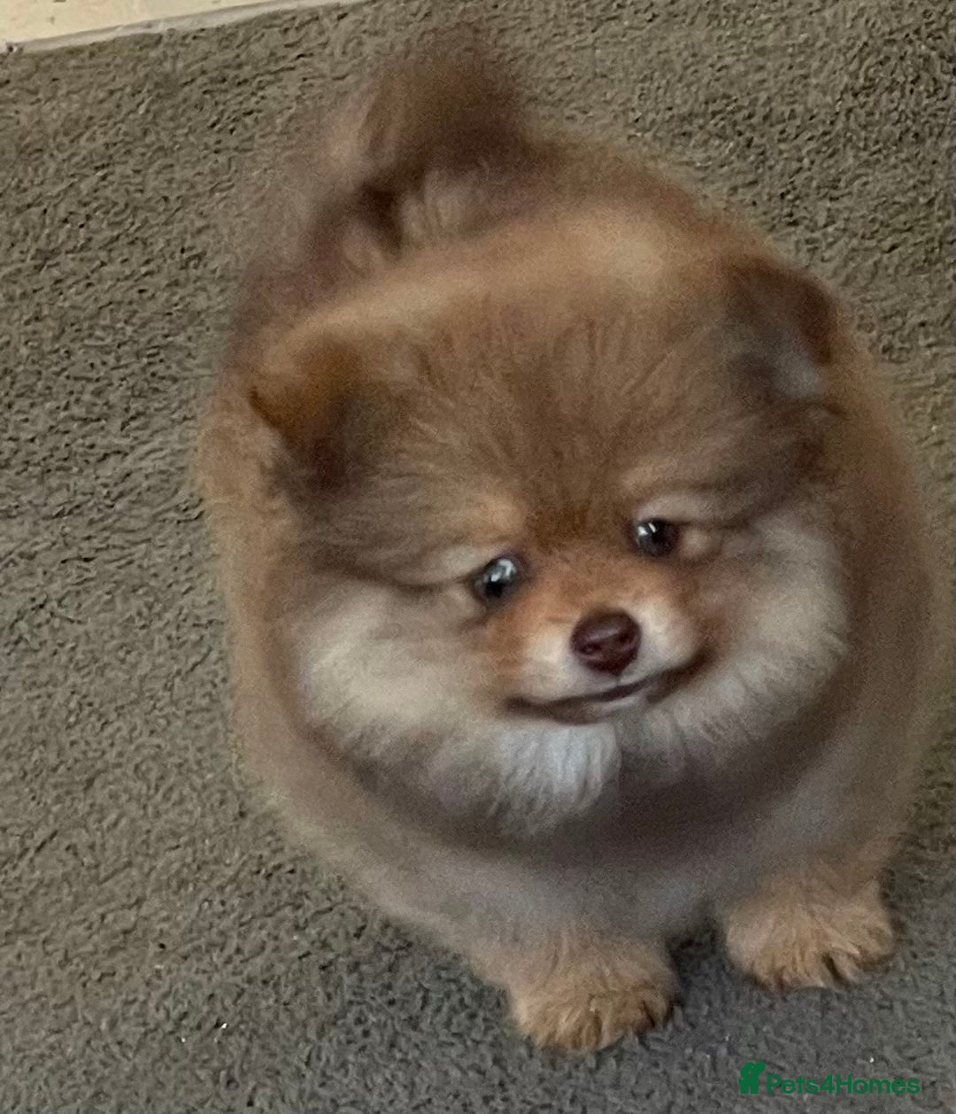 Pomeranian dogs for sale: Pomeranian puppy’s  - Image 8