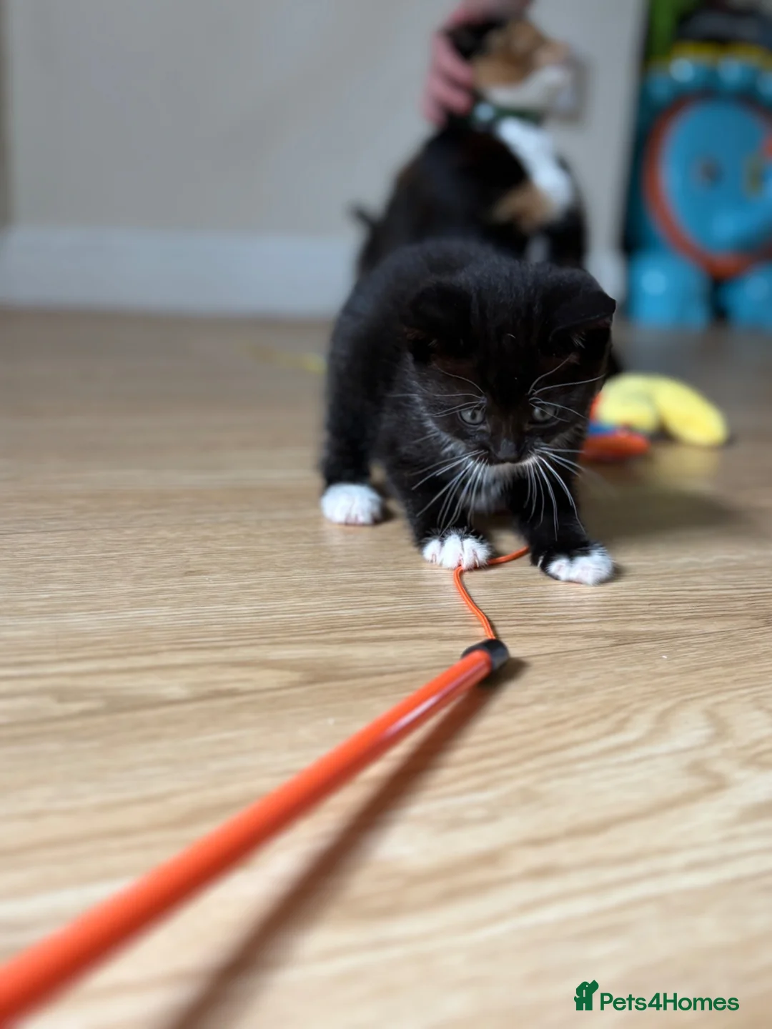 British Shorthair cats for sale: Two playful and friendly tuxedo kittens left  - Advert 2
