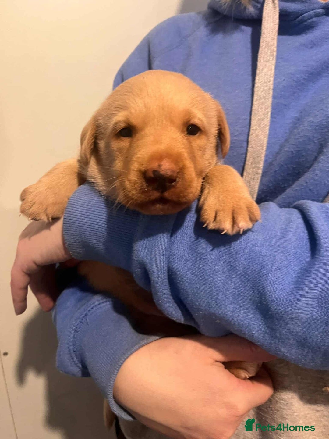 Labrador Retriever dogs for sale: Working Pedigree Yellow Lab pups champion lines - Advert 4