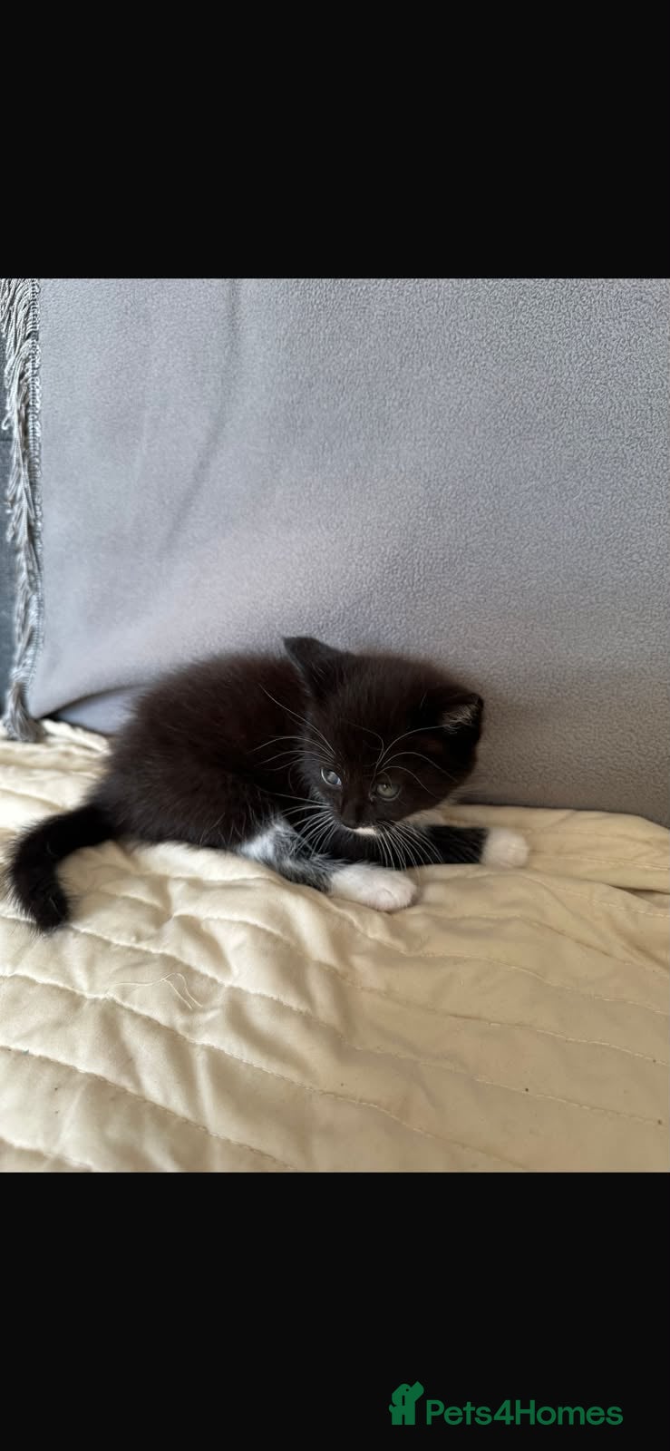 Mixed Breed cats for sale: Mixed breed kittens  in Derby - Advert 9