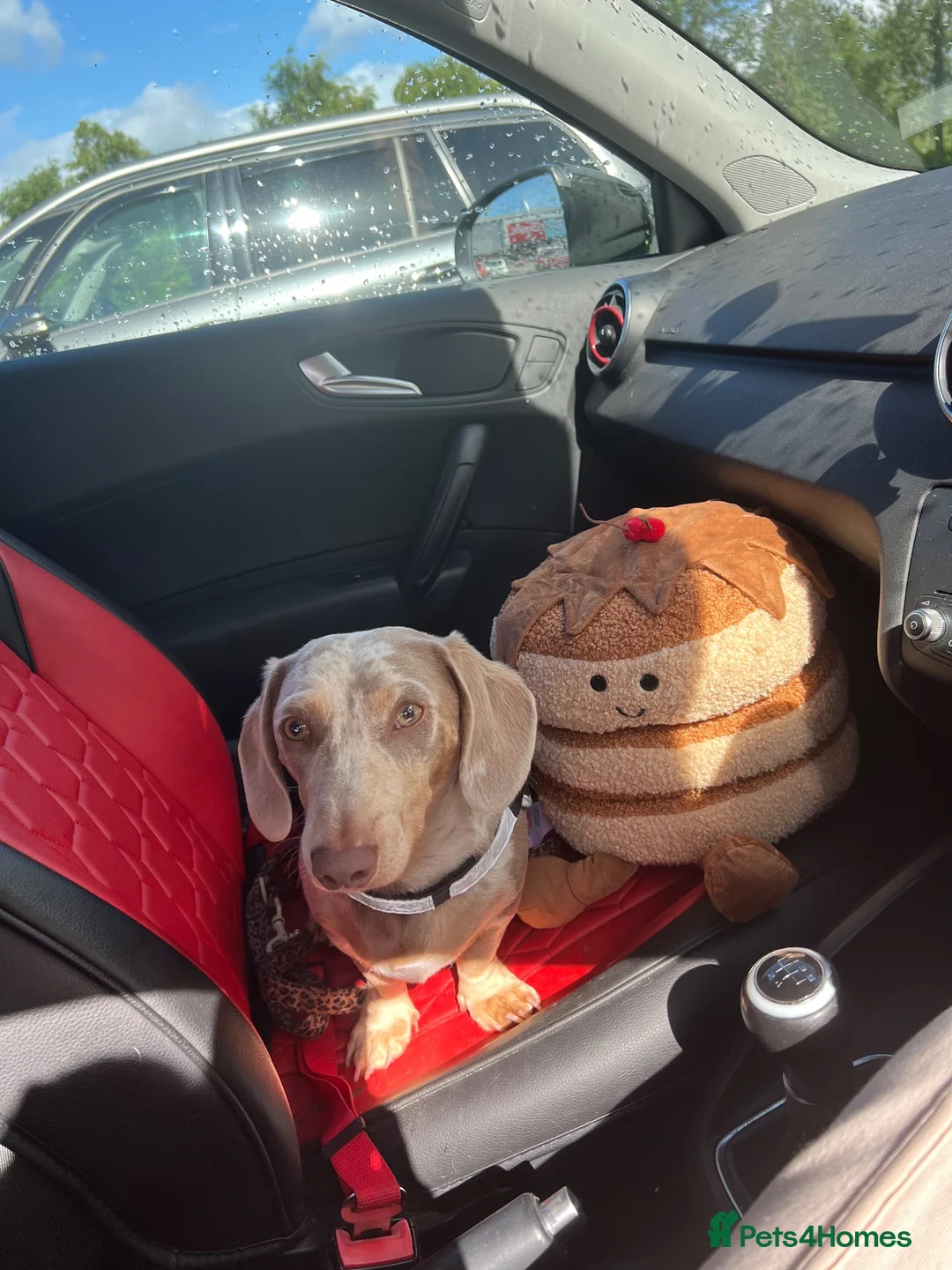 Dachshund dogs for stud: Isabella dachshund  in Swansea - Advert 5